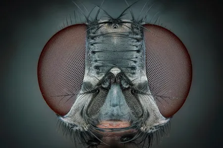 An unidentified fly from the order Diptera, which has more than 125,000 species and is one of the largest insect orders