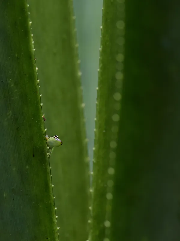 tone on tone thumbnail