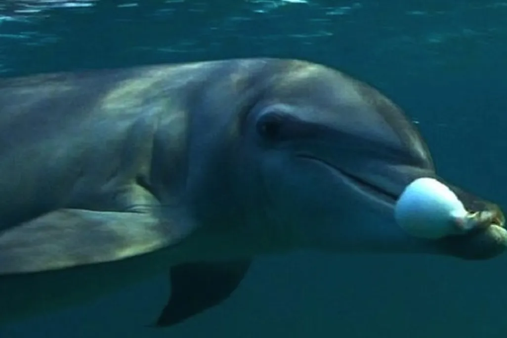 dolphin