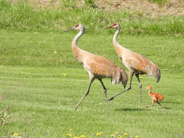 A Sandhill  Crane family out for a walk. thumbnail