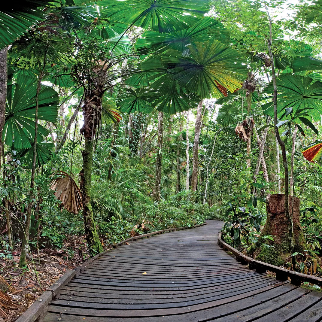 Daintree Rainforest, Australia