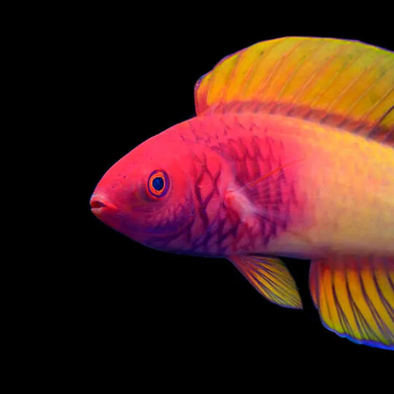 Discovered in the deep: the rainbow fish that's born female and