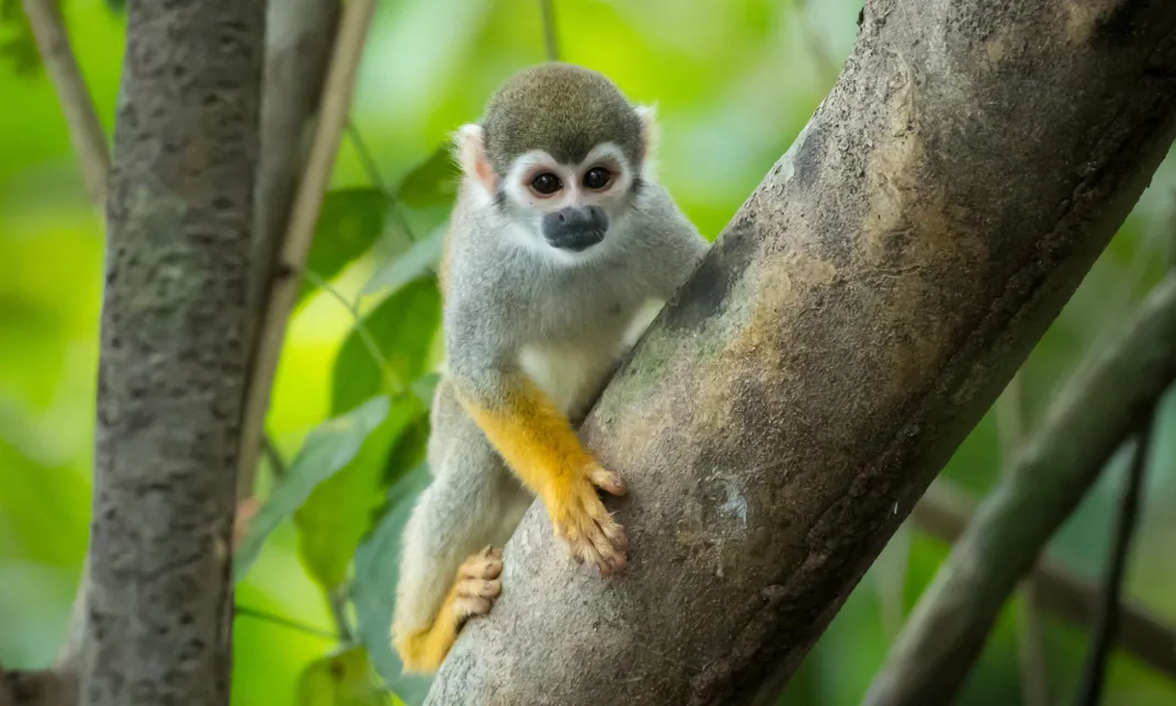 Squirrel monkey