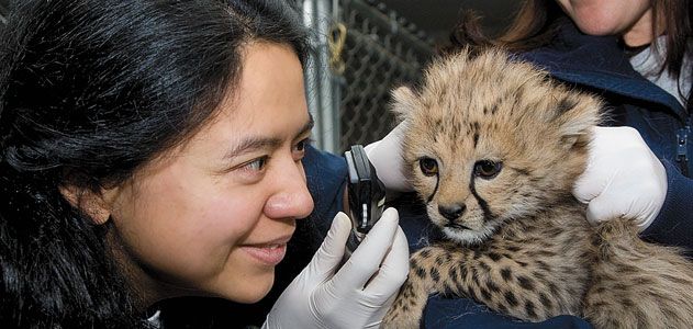 veterinarian examines a cheetah cub