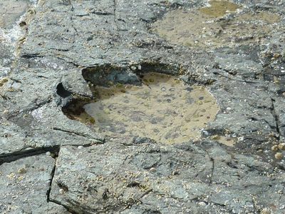 Sauropod footprint on the Isle of Skye.