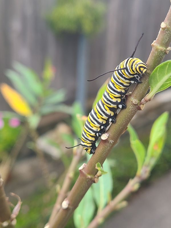 Caterpillar looking for food thumbnail