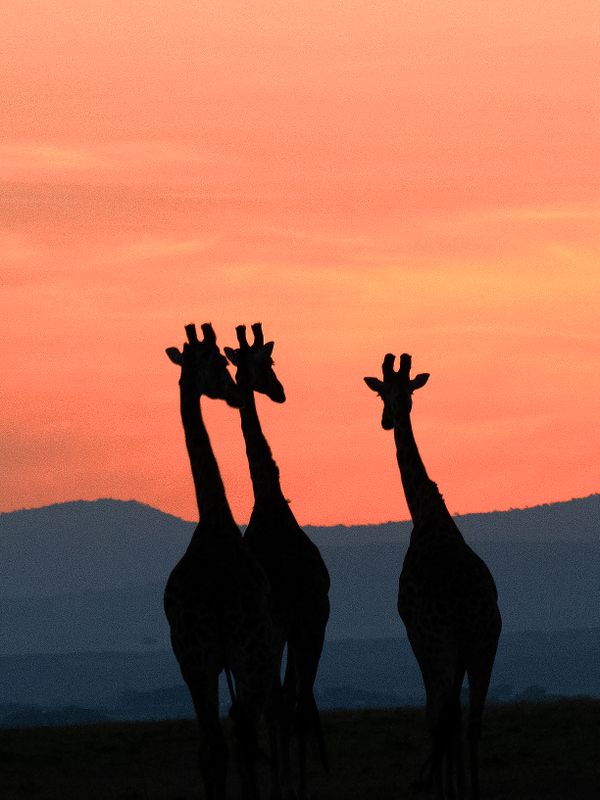 Silhouette of Three Giraffes thumbnail