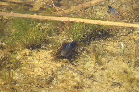 Critically endangered desert pupfish spawning in 2012.