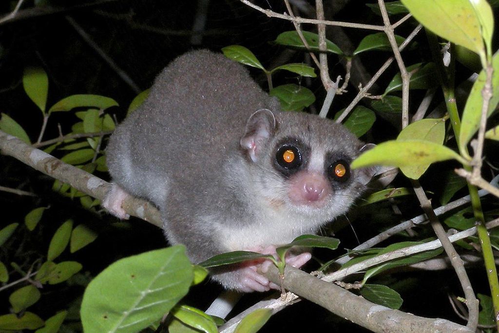A fat tailed dwarf lemur is showed sittng in a tree. It's hands are wrapped around the branch.