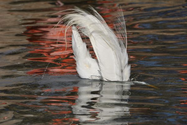 Great Egret Immersion thumbnail