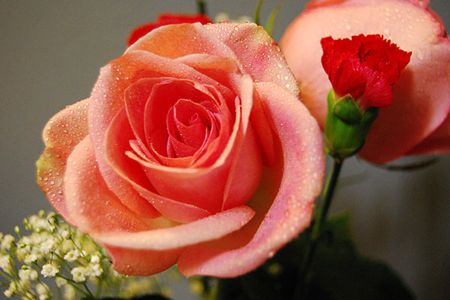Have patience, says this bouquet of two roses and two carnations.