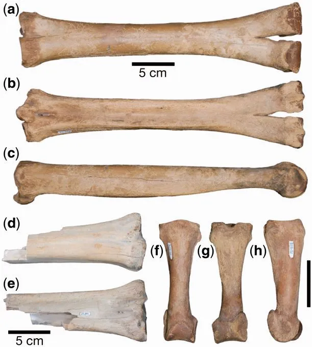 Camelops bones