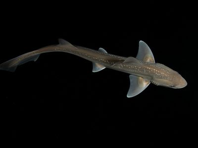 Scientists recorded rig sharks producing sounds&mdash;potentially with their teeth. The clip is thought to be the first documentation of its kind.