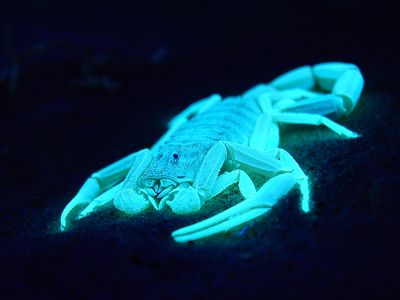 Under a blacklight, scorpions put on quite a show.