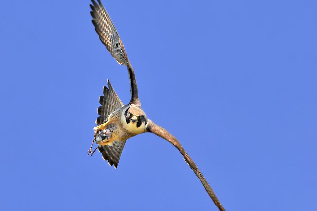 Peregrine falcon with something in its talons against a blue sky background