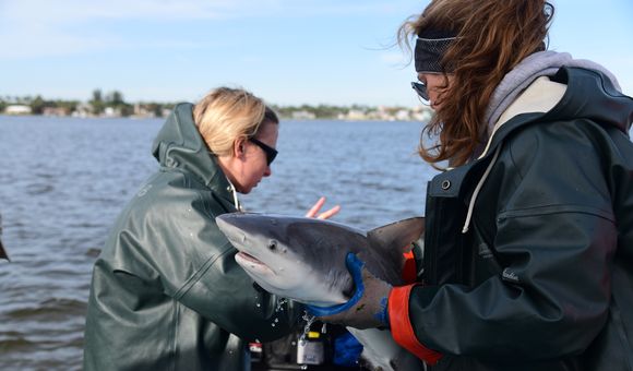 SERC interns Michelle Edwards (left) and Claire Mueller (right) get ready to release a tagged bull shark. (Credit: Jay Fleming/Smithsonian)