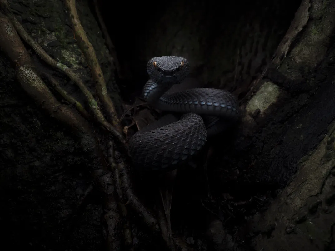 a black snake with seemingly glowing eyes stares into the camera from the roots of a mangrove