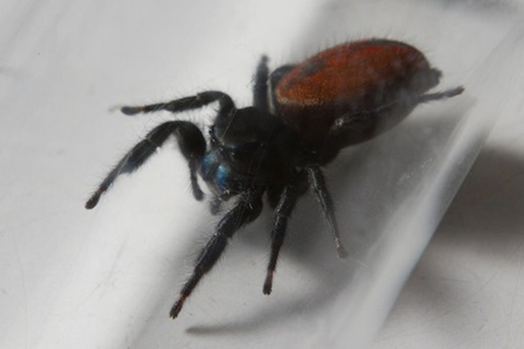 Spider 631x300.jpg