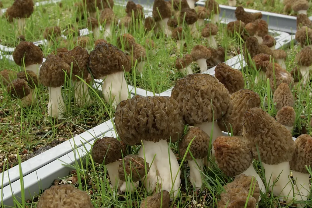 An image of various morels growing in tubs and grass. The mushrooms are have distinct brown, wrinkled caps.