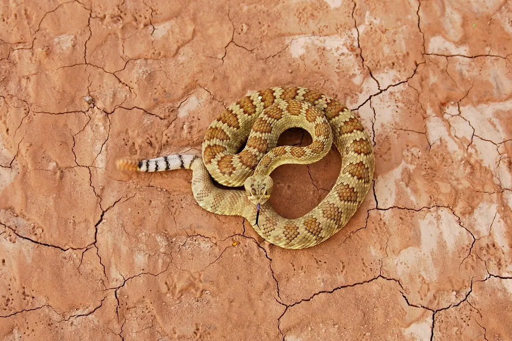 iStock-121911200.jpg