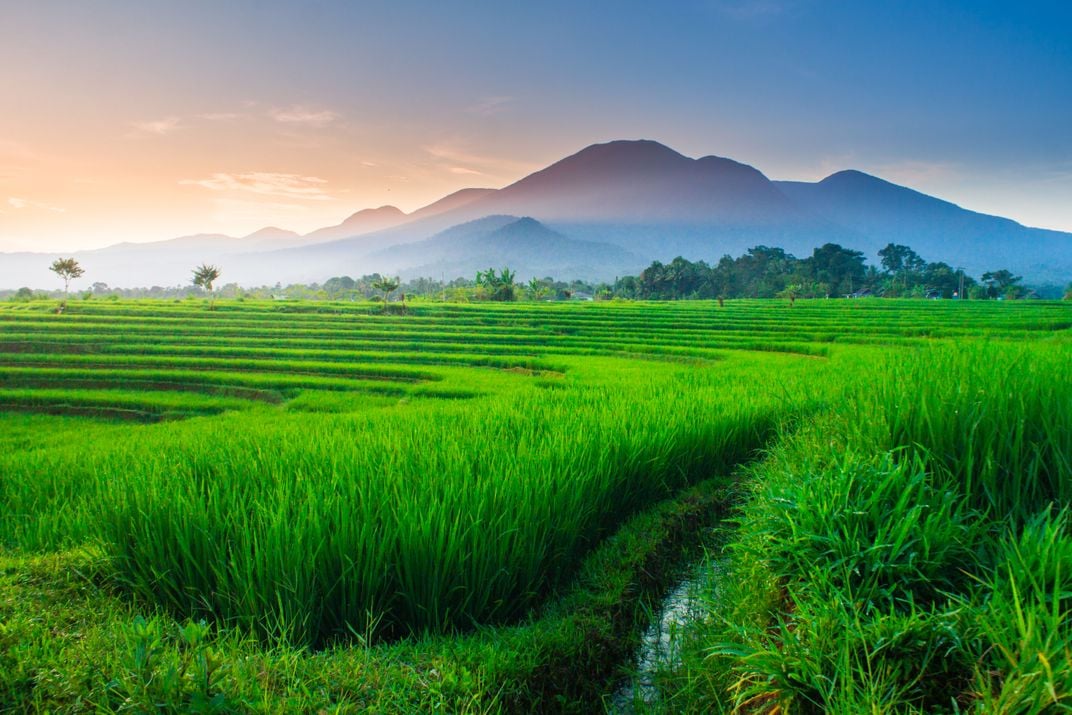 Indonesian natural beauty with a view of green rice fields as well as a ...