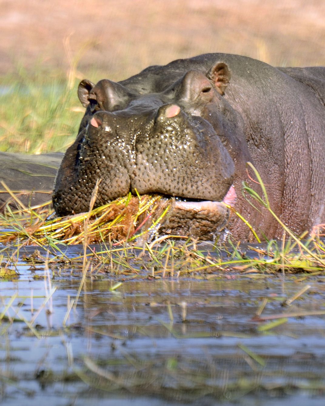 Hippo having lunch | Smithsonian Photo Contest | Smithsonian Magazine