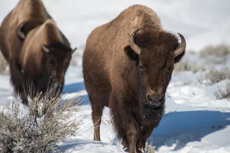A pair of bison hang out in the snow at Yellowstone National Park, one of the United States' best spots to see the huge mammals.