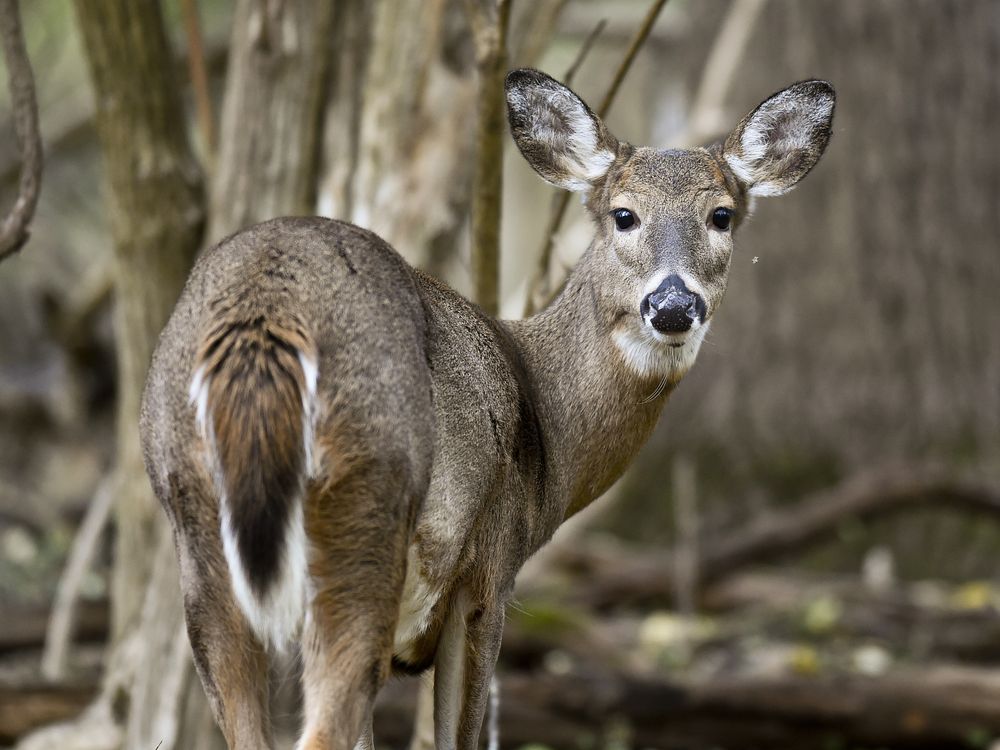 A whitetail deer photographed in Pennsylvania