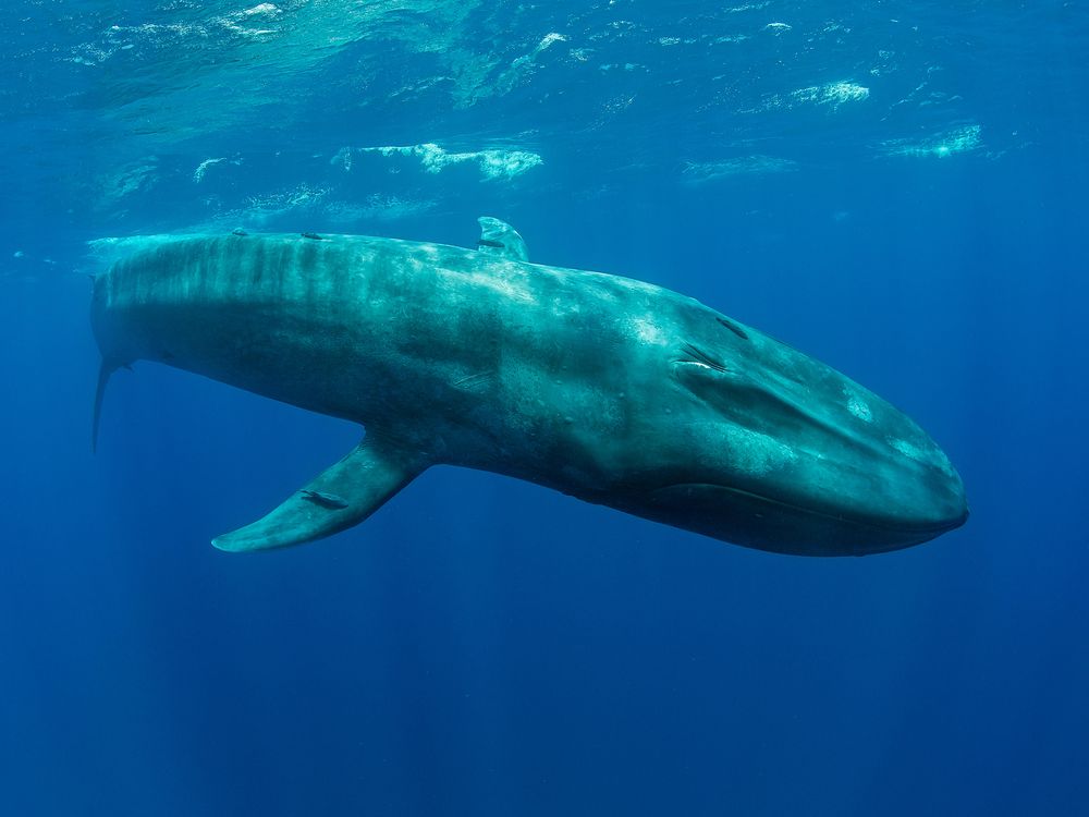 Blue Whale