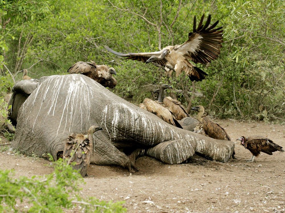 500 Vultures Killed in Botswana by Poachers' Poison, Government