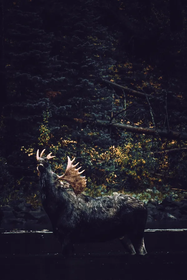 Emerald Lake Moose, on the hunt. thumbnail