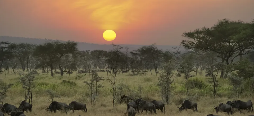  Wildebeest on the Serengeti at sunset 