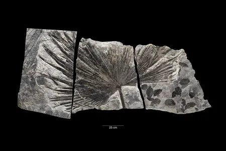 This fossil palm leaf (Sabalites sp.) found in Alaska can be seen in the Smithsonian&rsquo;s National Museum of Natural History. Sixty million years ago, dense, wet forests covered North America, and many plants, including palms, grew in places such as Alaska where temperatures are too frigid for them today. A new study published in Science gives scientists a picture of when the Earth was warm and when it was cool over the past 485 million years.