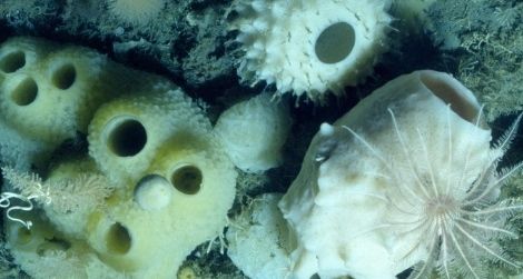 A community of glass sponges under Antarctica’s ice.