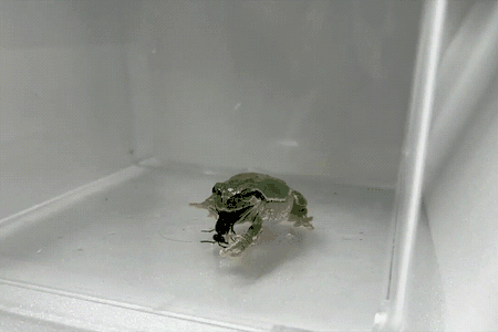 Defensive response of a male mason wasp to a tree frog
