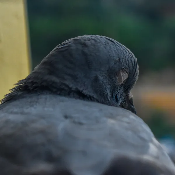 Coozy Napster thumbnail