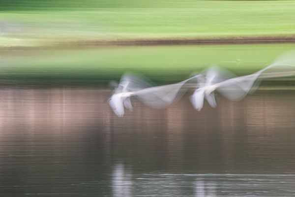 Birds in Flight thumbnail
