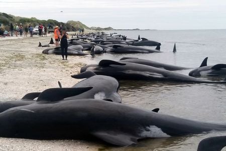 New Zealand volunteers formed a human chain in the water at a remote beach on Friday as they tried to save about 100 whales after more than 400 of the creatures beached themselves in one of the worst whale strandings in the nation's history. 