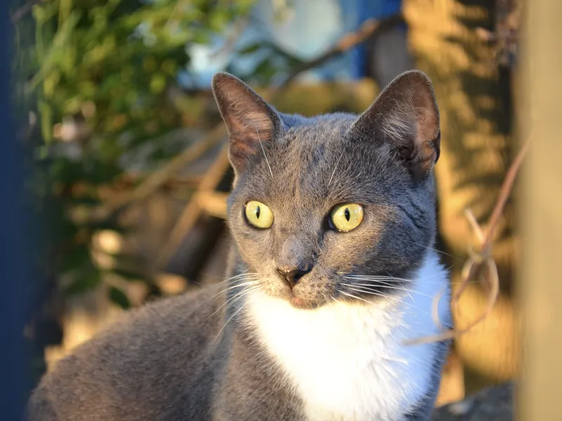 portrait of a river cat | Smithsonian Photo Contest | Smithsonian Magazine