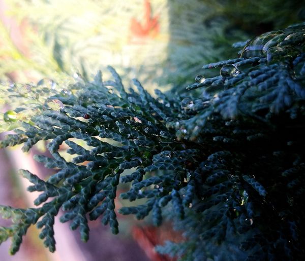 Drops of Morning Light thumbnail