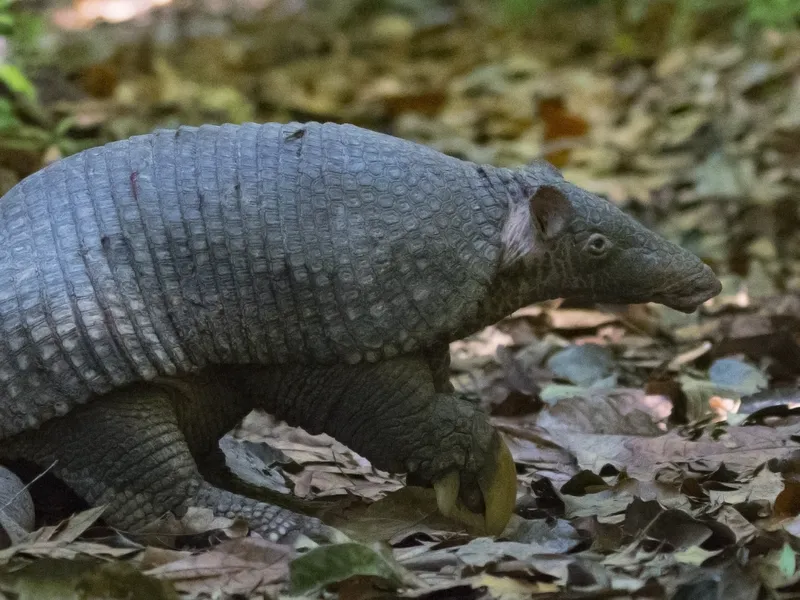 Giant Armadillo Smithsonian Photo Contest Smithsonian Magazine