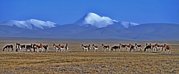 Tibetan wild donkey under Kunlun Mountain thumbnail