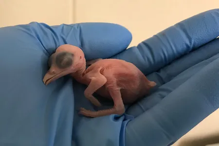 Guam kingfishers tend to incubate for 21 to 23 days. This female emerged from her shell after 22.
