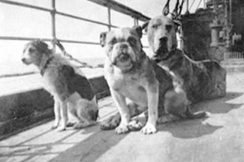 Titanic Dogs