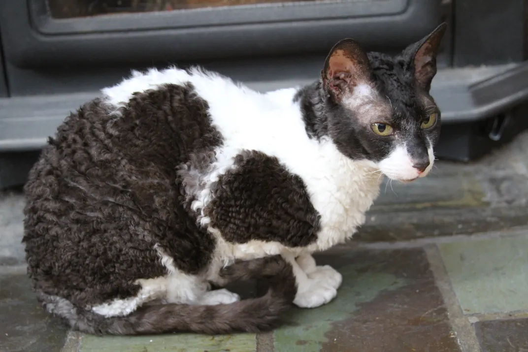 are cornish rex cats hypoallergenic