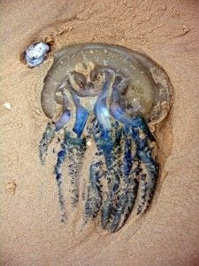 20110520102331jellyfish-225x300.jpg