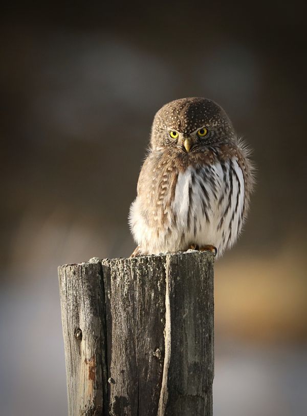 Northern Pygmy Owl thumbnail