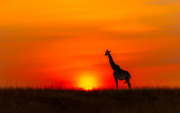 Sunrise in Masai Mara thumbnail