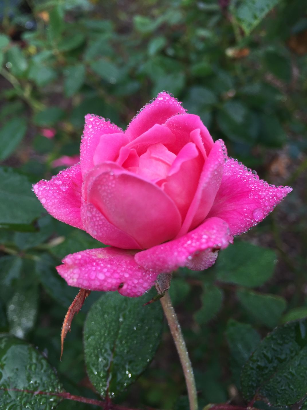 Morning dew on rose | Smithsonian Photo Contest | Smithsonian Magazine