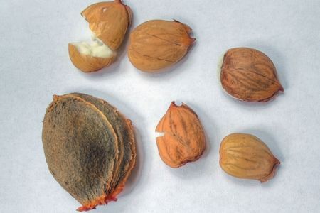 An apricot seed and the kernels found within them